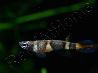 Killi clown - Epiplatys annulatus (Afrique)