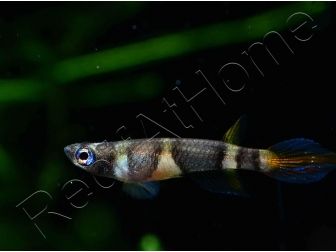 Killi clown - Epiplatys annulatus (Afrique)