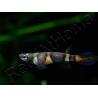 Killi clown - Epiplatys annulatus (Afrique)