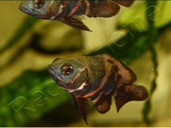 Astronotus ocellatus 8-10cm (Amérique du Sud)