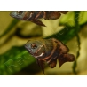 Astronotus ocellatus 8-10cm (Amérique du Sud)