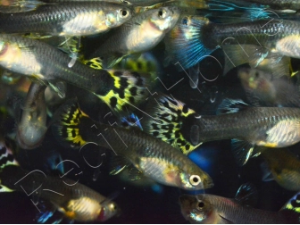 Guppy femelle Mix - Poecilia reticulata femelle (Amérique du Sud)