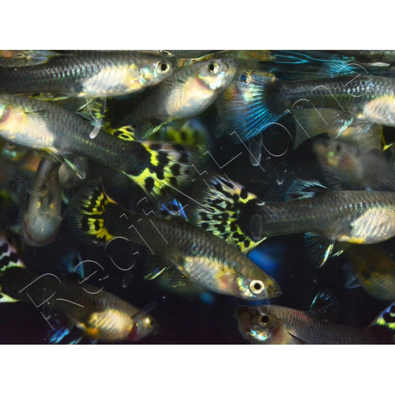 Le guppy, un poisson d'aquarium facile à élever