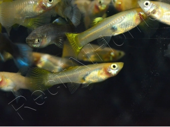 Trio 1 male 2 femelle guppy