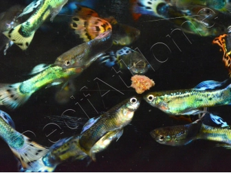 Trio 1 male 2 femelle guppy