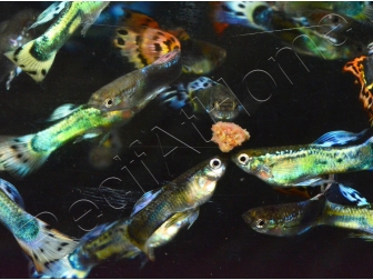 Néon rose • Hemigrammus erythrozonus • Fiche poissons