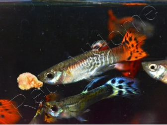 Trio 1 male 2 femelle guppy