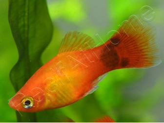 Platy mix- Xiphophorus maculatus (Amérique du Sud)