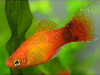 Platy mix- Xiphophorus maculatus (Amérique du Sud)