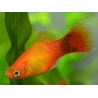 Platy mix- Xiphophorus maculatus (Amérique du Sud)