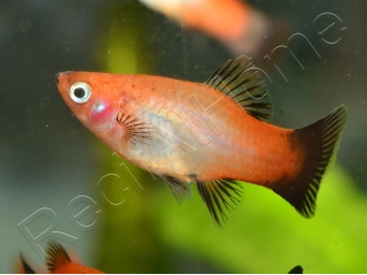 Platy mix- Xiphophorus maculatus (Amérique du Sud)