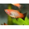 Platy mix- Xiphophorus maculatus (Amérique du Sud)