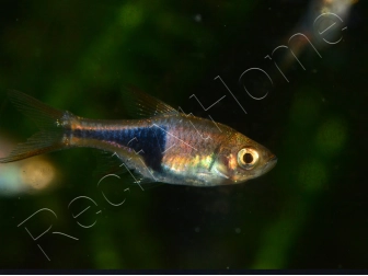 Rasbora arlequin - Trigonostigma heteromorpha (Asie)