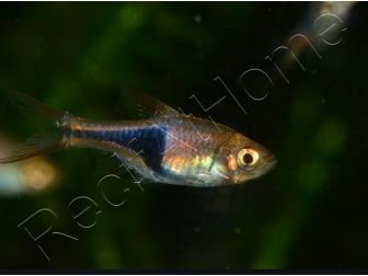 Rasbora arlequin - Trigonostigma heteromorpha (Asie)