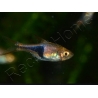 Rasbora arlequin - Trigonostigma heteromorpha (Asie)