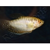 Gouramis - Trichogaster trichopterus (Asie)