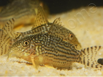 Corydoras de Sterba - Corydoras sterbai (Amérique du Sud)