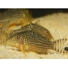 Corydoras de Sterba - Corydoras sterbai (Amérique du Sud)