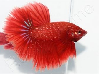 Betta splendens - Halfmoon couleurs assortis 4-5cm (Asie)