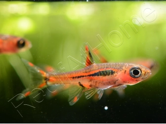 Rasbora moustique - Rasbora brigittae (Asie)