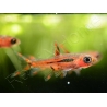 Rasbora moustique - Rasbora brigittae (Asie)