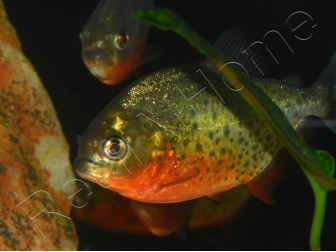 Pygocentrus nattereri - Piranha gorge rouge