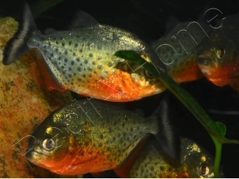 Pygocentrus nattereri - Piranha gorge rouge