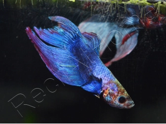 Combattant couleurs assortis - Betta splendens (Asie)