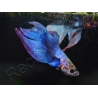 Combattant couleurs assortis - Betta splendens (Asie)