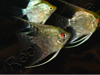 Scalaire mix - Pterophyllum scalare (Amérique du Sud)