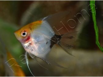 Scalaire Red devil - Pterophyllum scalare (Amérique du Sud)