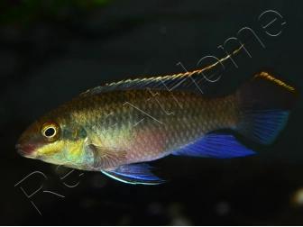 Pelvicachromis Kribensis  (Afrique)