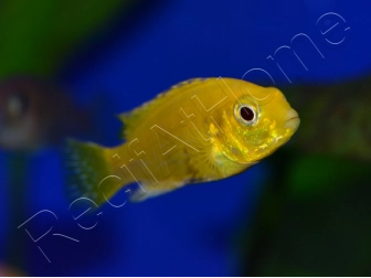 Labido jaune - Labidochromis caeruleus - 3-4cm (Afrique - Lac malawi)