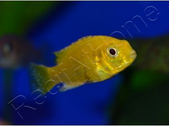 Labido jaune - Labidochromis caeruleus - 3-4cm (Afrique - Lac malawi)