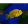 Labido jaune - Labidochromis caeruleus - 3-4cm (Afrique - Lac malawi)