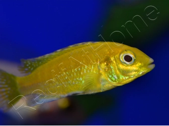 Labido jaune - Labidochromis caeruleus - 3-4cm (Afrique - Lac malawi)