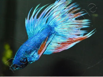 Combattant crowntail couleurs assortis - Betta splendens (Asie)