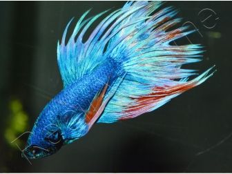 Combattant crowntail couleurs assortis - Betta splendens (Asie)