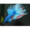 Combattant crowntail couleurs assortis - Betta splendens (Asie)