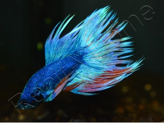 Combattant crowntail couleurs assortis - Betta splendens (Asie)