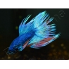 Combattant crowntail couleurs assortis - Betta splendens (Asie)