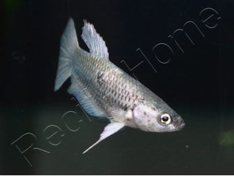 Poisson combattant femelle mix HM - Betta splendens (Asie)