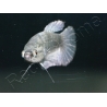 Poisson combattant femelle mix HM - Betta splendens (Asie)