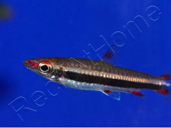 Poisson crayon - Nannostomus marginatus (Amérique du Sud)