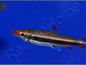 Poisson crayon - Nannostomus marginatus (Amérique du Sud)