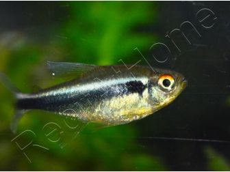 Neons Noirs - Hyphessobrycon Herbertaxelrodi (Amérique du Sud)