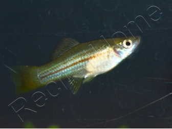 Porte épée mix - Xiphophorus helleri (Amérique du Sud)