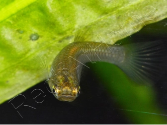 Guppy endler femelle - Poecilia wingei (Amérique du Sud)