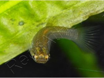 Guppy endler femelle - Poecilia wingei (Amérique du Sud)