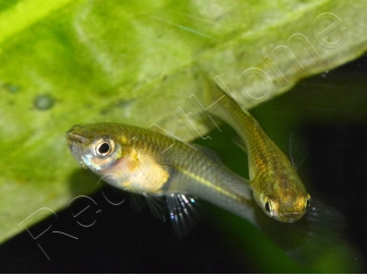 Guppy endler femelle - Poecilia wingei (Amérique du Sud)